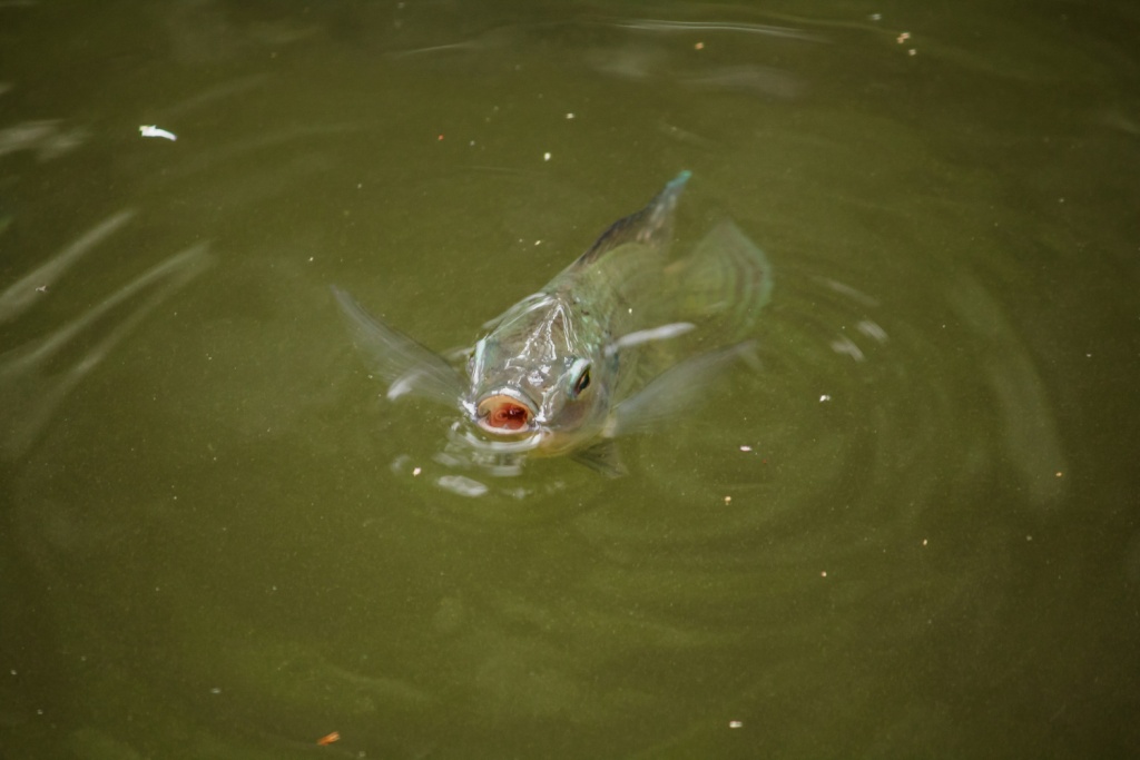 В Ульяновской области перезапустили работу Совета по рыбхозяйству