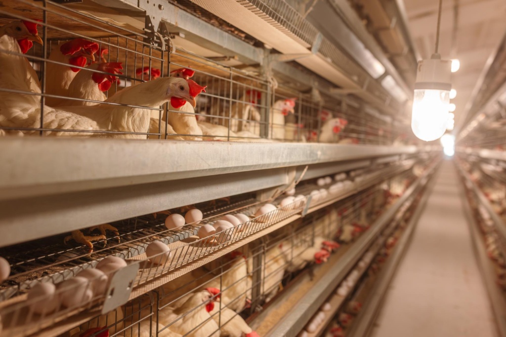 В Татарстане построят птицефабрику на 655 миллионов яиц в год