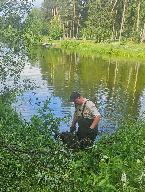 В подмосковном Пушкинском по программе «100 прудов и озёр» очищают русловый пруд на реке Серебрянка